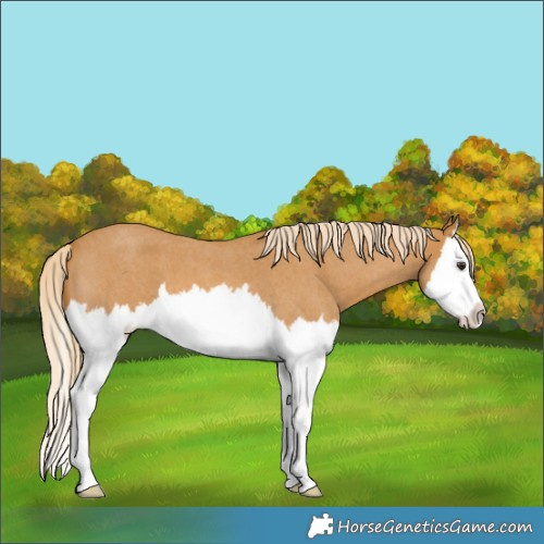 Horse Color:Palomino Roan Splash