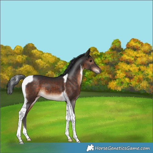 Horse Color:Brown Tobiano 