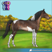 Horse Color:Brown Tobiano 