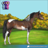 Horse Color:Brown Tobiano