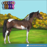 Horse Color:Brown Tobiano 