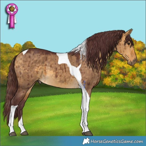 Horse Color:Chocolate Buckskin Dun Tobiano Brindle 