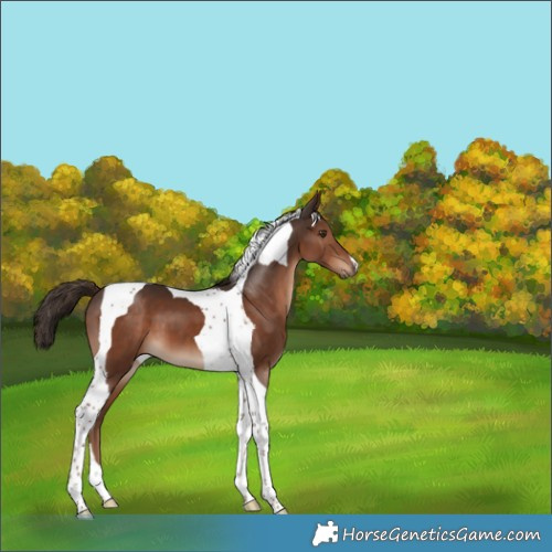 Horse Color:Liver Chestnut Tobiano 