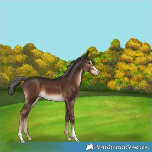 Horse Color:Liver Chestnut Mushroom Sabino 