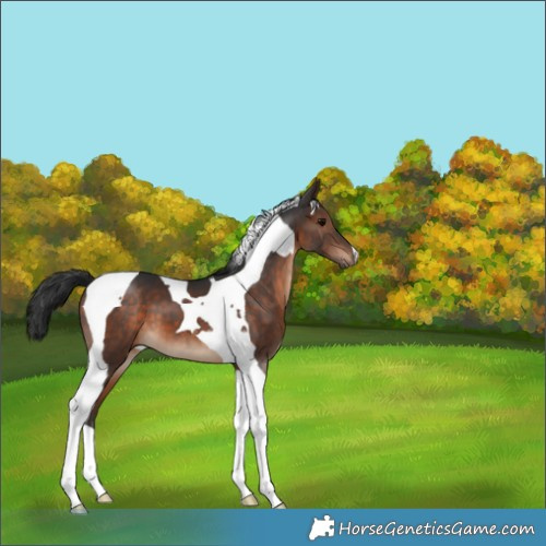 Horse Color:Brown Tobiano 