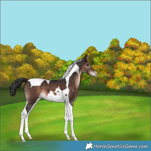Horse Color:Brown Mushroom Tobiano 