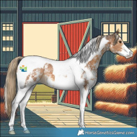 Horse Color:Chocolate Palomino Sabino Tobiano 