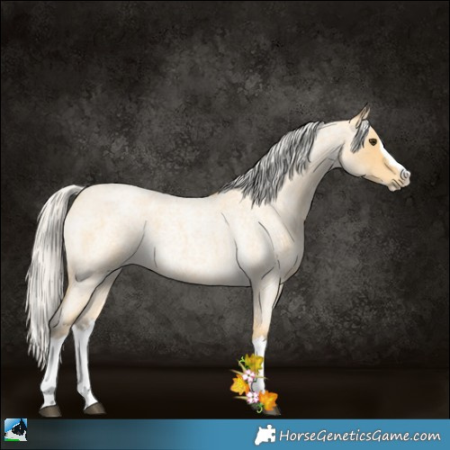 Horse Color:Silver Buckskin Roan Splash 