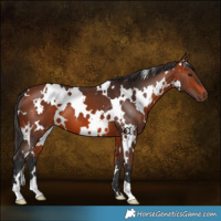 Horse Color:White Spotted Bay 
