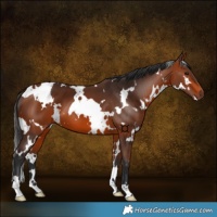 Horse Color:White Spotted Bay 
