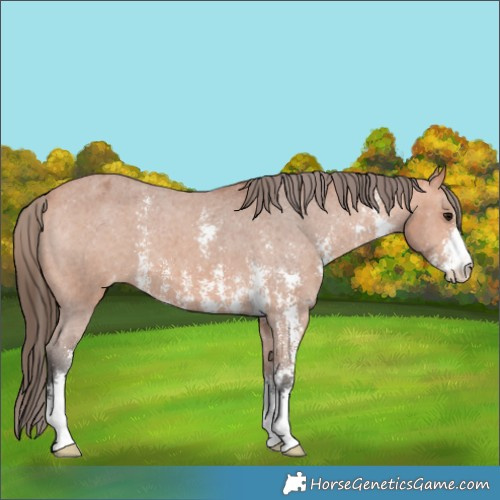 Horse Color:Bay Sabino Appaloosa 