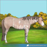 Horse Color:Bay Sabino Appaloosa 