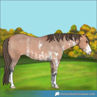 Horse Color:Bay Sabino Appaloosa