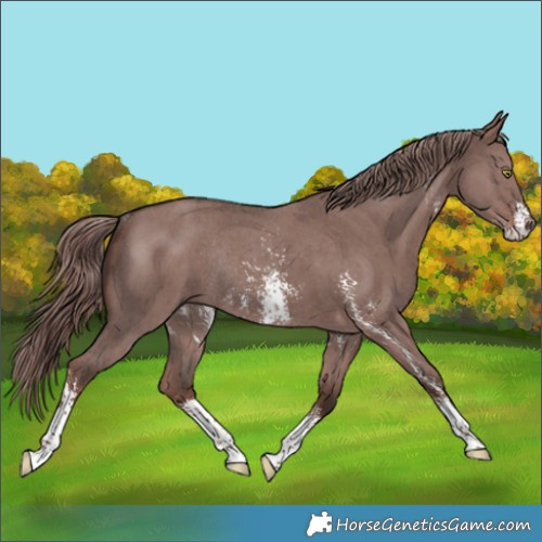 Horse Color:Liver Red Dun Sabino Rabicano 