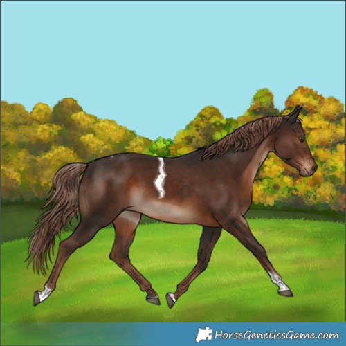Horse Color:Liver Chestnut Tobiano 