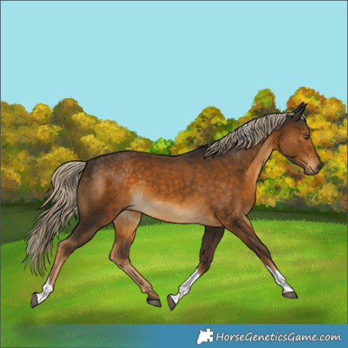 Horse Color:Chocolate Palomino Tobiano 