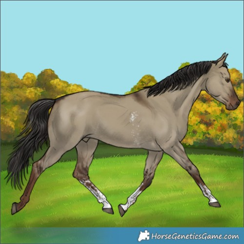 Horse Color:Liver Red Dun Sabino 