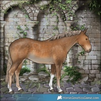 Horse Color:Chocolate Palomino Tobiano 