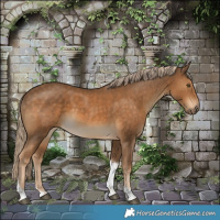 Horse Color:Chocolate Palomino Tobiano