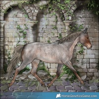 Horse Color:Liver Red Roan 
