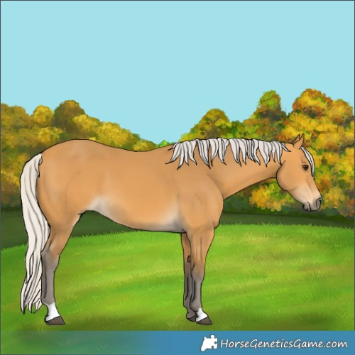 Horse Color:Silver Buckskin 