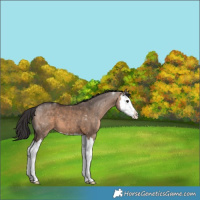 Horse Color:Brown Dun Splash 