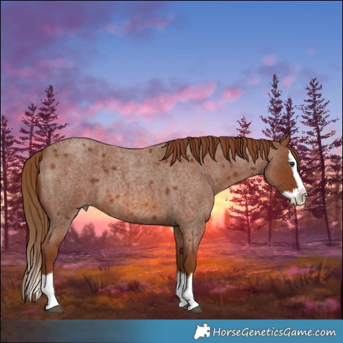 Horse Color:Red Roan Splash 