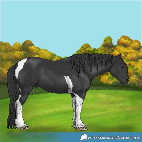 Horse Color:Black Tobiano 