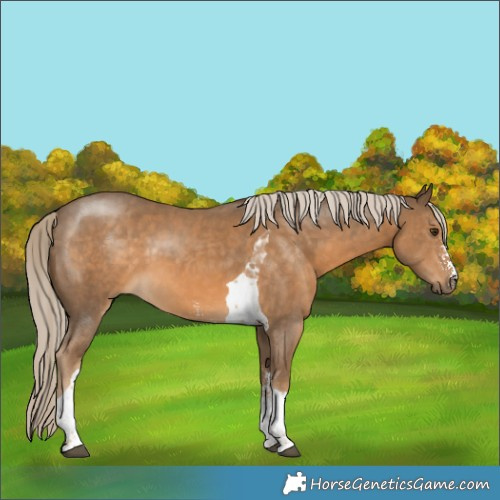 Horse Color:Chocolate Palomino Sabino Tobiano 