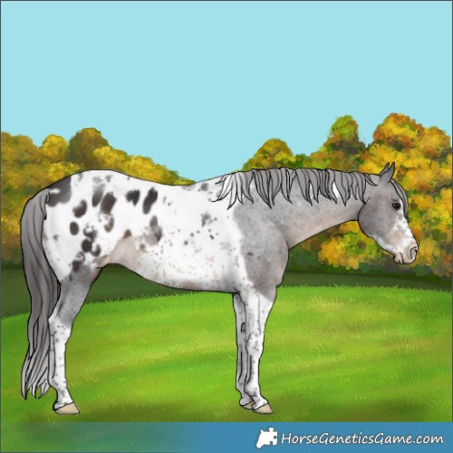 Horse Color:Brown Tobiano Frame Appaloosa 