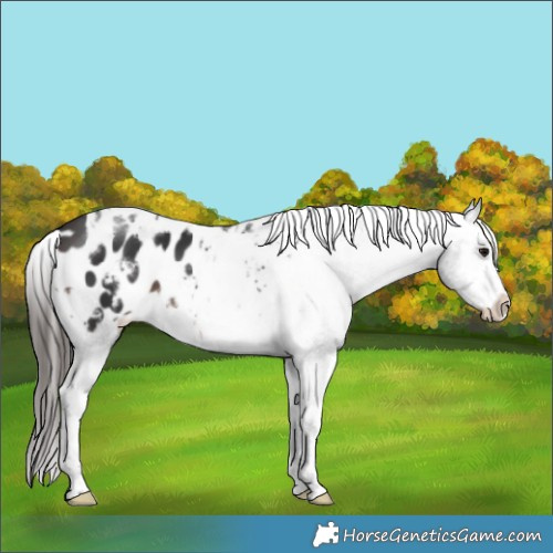 Horse Color:Brown Tobiano Frame Appaloosa 