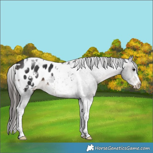 Horse Color:Brown Tobiano Frame Appaloosa