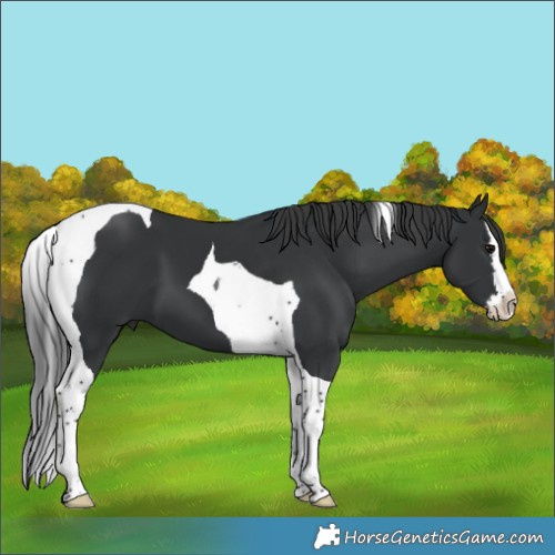 Horse Color:Black Splash Tobiano 