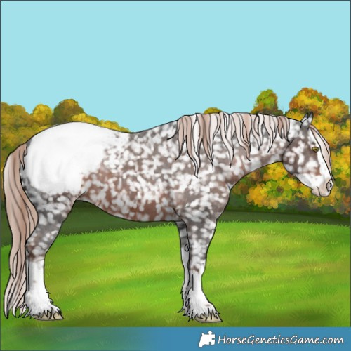 Horse Color:Liver Chestnut Splash Appaloosa 