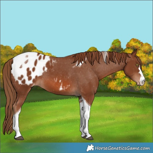 Horse Color:Chestnut Tobiano Appaloosa 