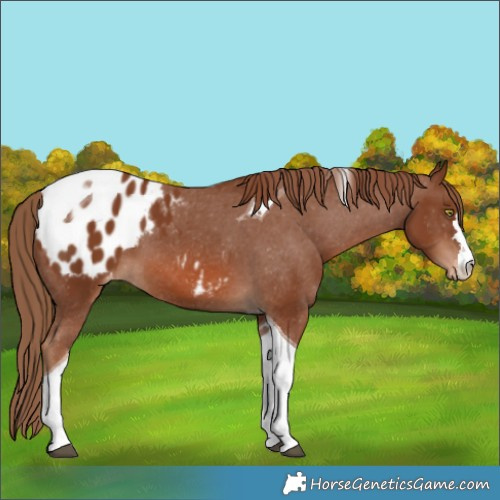 Horse Color:Chestnut Tobiano Appaloosa 