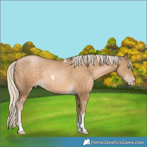 Horse Color:Chocolate Palomino Pearl Tobiano 
