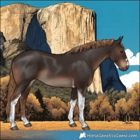Horse Color:Liver Chestnut Tobiano 