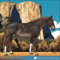 Horse Color:Liver Chestnut Tobiano