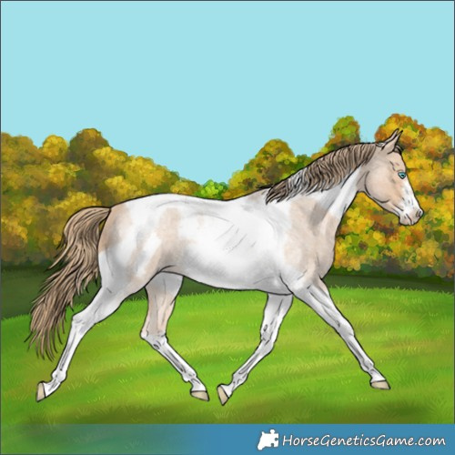 Horse Color:Perlino Roan Tobiano Frame 