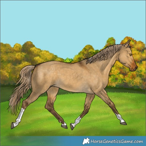 Horse Color:Chocolate Palomino Dun Tobiano Rabicano 