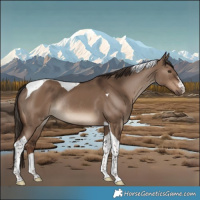 Horse Color:Liver Red Dun Tobiano Rabicano 