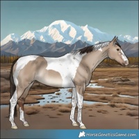 Horse Color:Liver Red Dun Tobiano Rabicano