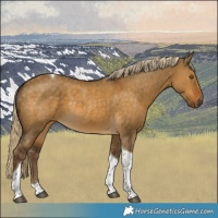 Horse Color:Chocolate Palomino Dun Tobiano Rabicano 