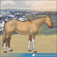 Horse Color:Chocolate Palomino Dun Tobiano Rabicano 