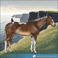 Horse Color:Chocolate Palomino Tobiano