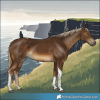 Horse Color:Chocolate Palomino Tobiano 