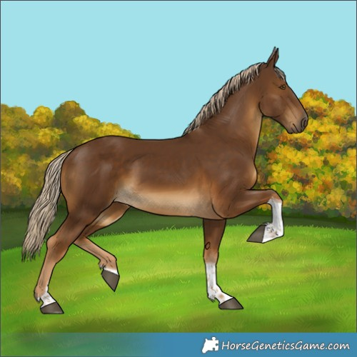 Horse Color:Chocolate Palomino Tobiano 