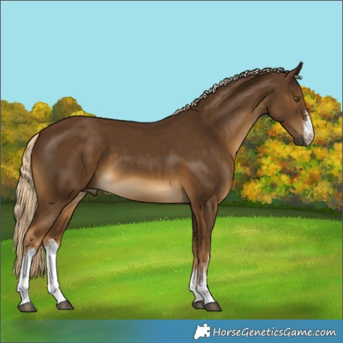 Horse Color:White Spotted Chocolate Palomino 