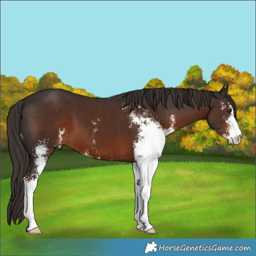 Horse Color:Liver Chestnut Sabino 